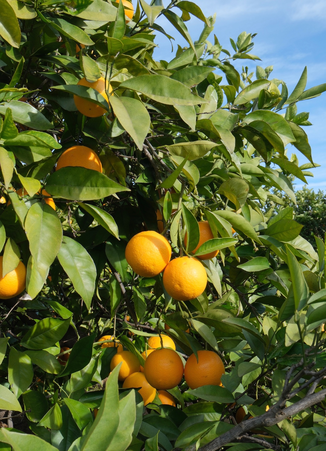 tipos-de-naranjas-variedades-y-diferencias